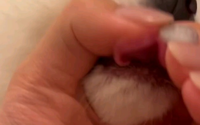 เดาสิ ตอนนี้มันกำลังทำอะไรอยู่?