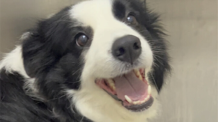 Sweet little dog, I’ll pat you, pat you! I’ll kiss, kiss, kiss!