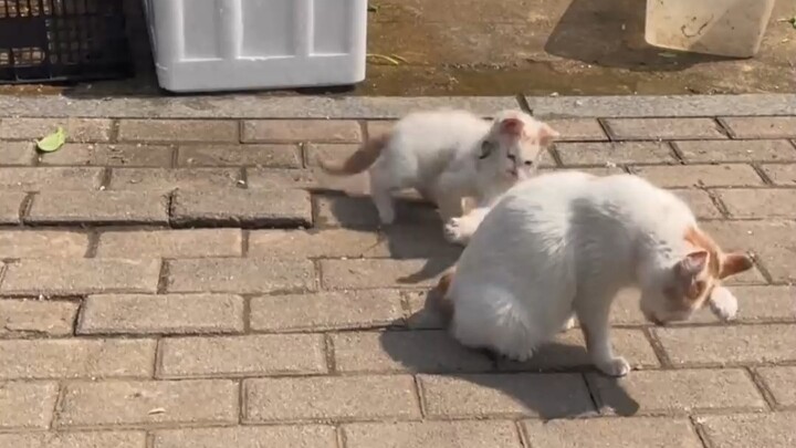 The dog is about to cry when the first breath is exhaled and the second breath is exhaled.