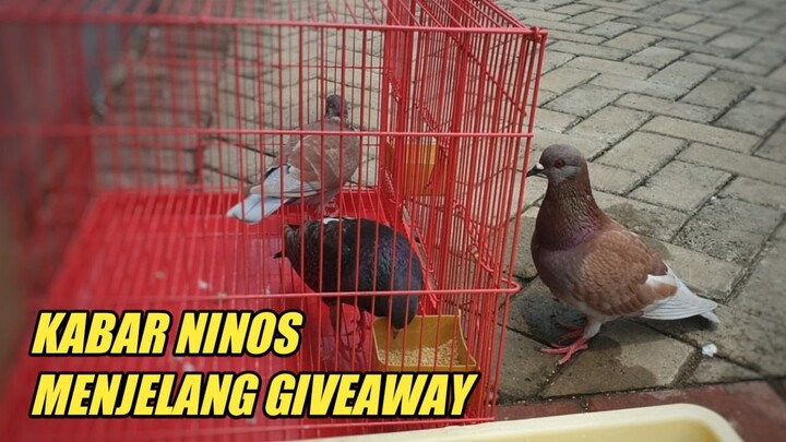MERPATI NINOS PULANG KE KANDANG| Dara Manisku