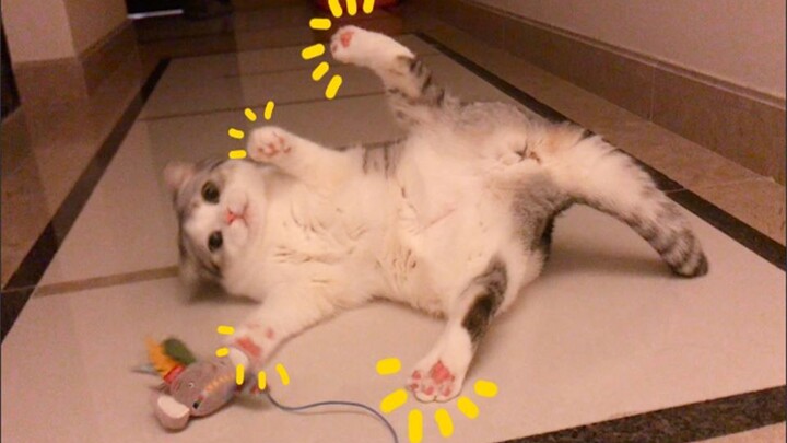 [Daily Vlog] As soon as this little kitten hits the floor, it flips onto its back—unlocking all kind