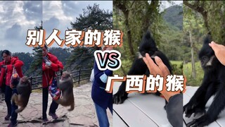 Monyet rumah orang lain vs "ma leo" dari Guangxi: Netizen: Kok bedanya begitu besar?