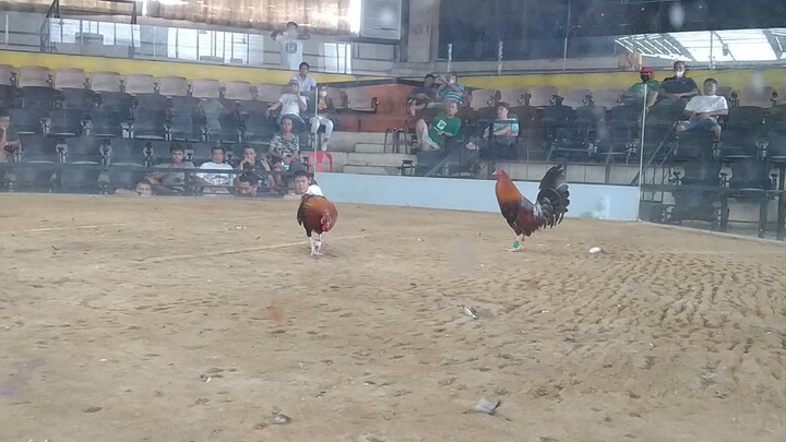 Manok kong di kilala kuntra ko kilala