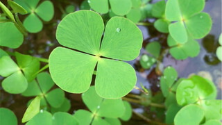 هكذا تبدو نبتة الحظ جميلة في الصور