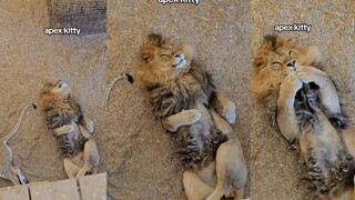 大猫翻肚皮代表着信任要摸摸，对吧~🤔