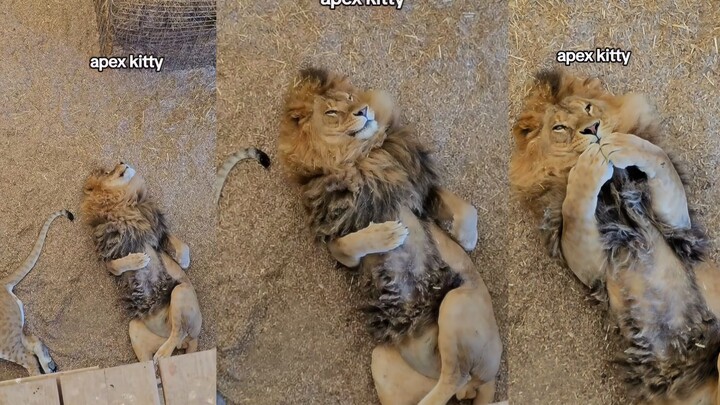 قلب القط الكبير يشير إلى الثقة، يجب أن نداعبه، أليس كذلك~🤔