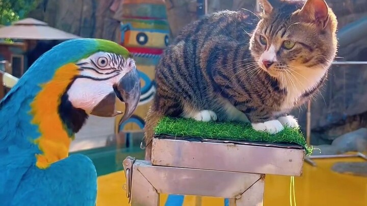 Cat: You’re dead, got it? Move aside, let me handle this!!