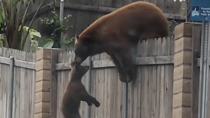 A mother bear and her two cubs climb over the fence—both are babies, so why is there such a big diff