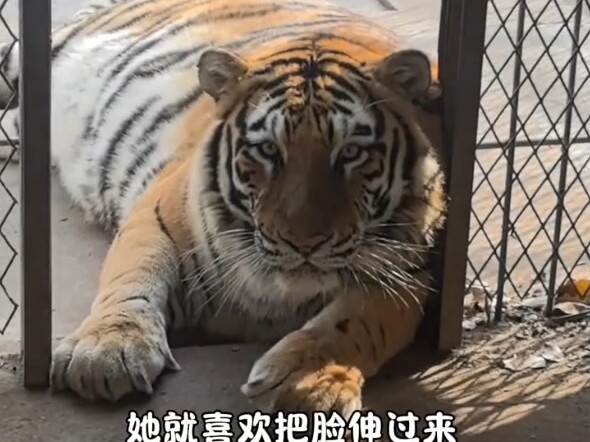 Jin Hua dan Harimau Cantik, keduanya imut banget!