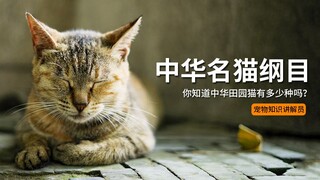 中华名猫纲目：你知道中华田园猫有多少种吗？它们有什么性格特点和特征吗？