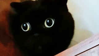 我家有只隐身猫，天天跟我藏猫猫！