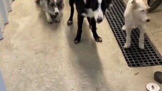 十条训练有素的狗狗，乖乖等主人报自己的名字，啊哦差点“翻车”咯～