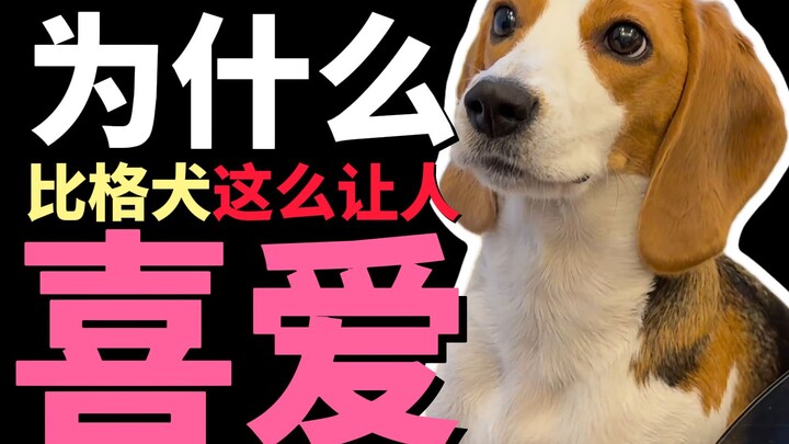 Tại sao chó săn Beagle lại khiến người ta yêu mến đến vậy?