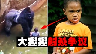 【哈兰贝之死】熊孩子擅闯濒危猩猩领地，猩猩无奈背锅被射杀
