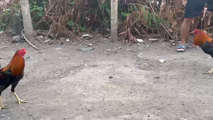 Brother spar 5k sweater