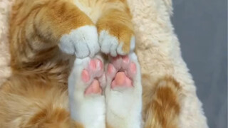 这是我养过的最可爱的一只猫