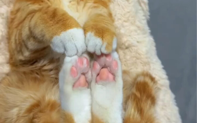 这是我养过的最可爱的一只猫
