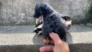 换毛期不爱说话？直接请出最强对手，看你说不说