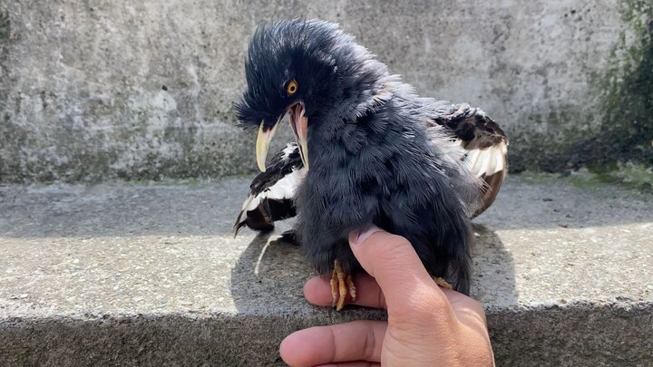 Đến mùa thay lông không thích nói chuyện? Đưa ngay đối thủ mạnh nhất ra, xem cậu có nói không nào