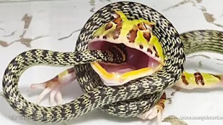 Animal|Frog Fights with Snakes