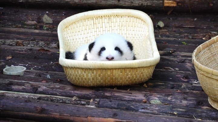 زهرة صغيرة لا تستطيع بأي حال من الأحوال السباحة خارج عالم السلة.