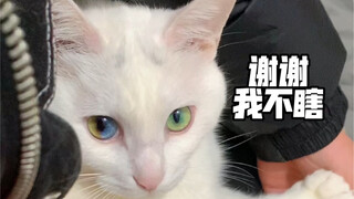 Saya dengar kucing ini setengah buta?