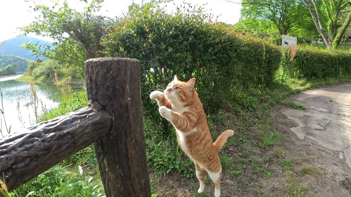 A cute kitten jumps onto the fence to seek human interaction.