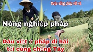 Chồng Tây vợ việt đi làm nông/Nghề trồng tỏi ở Pháp/Cuộc sống pháp của Dâu việt/nông nghiệp Pháp