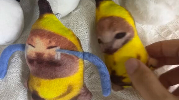 Hahaha, my new toy—the crying banana cat—is so noisy!