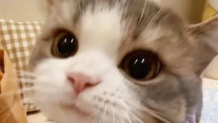 Suara Yue paling menggemaskan di seluruh dunia telah muncul