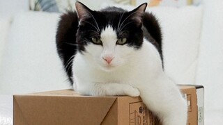 Kucing: Pemilikku membuang-buang uang lagi, bagaimana aku bisa menghidupinya?! [Huahua dan Tiga Kuci