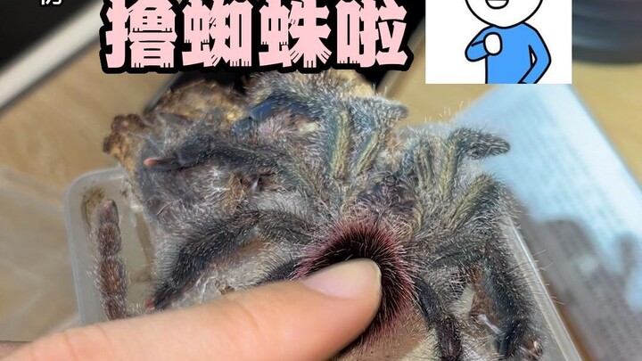 Khi một con nhện cho phép bạn chạm vào nó, nó sẽ dùng hành động gì để ám chỉ bạn?