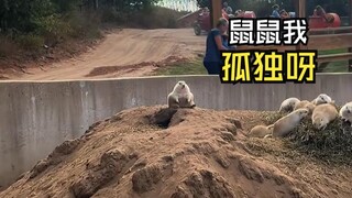 那些让人惊叹的动物视频！