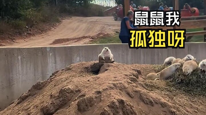 Video hewan yang membuat orang takjub itu!