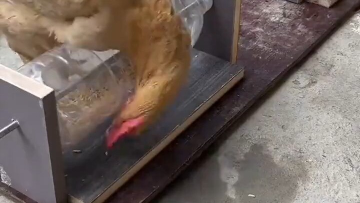 Para ilmuwan ayam kampung sedang mempercepat peningkatan IQ ayam?