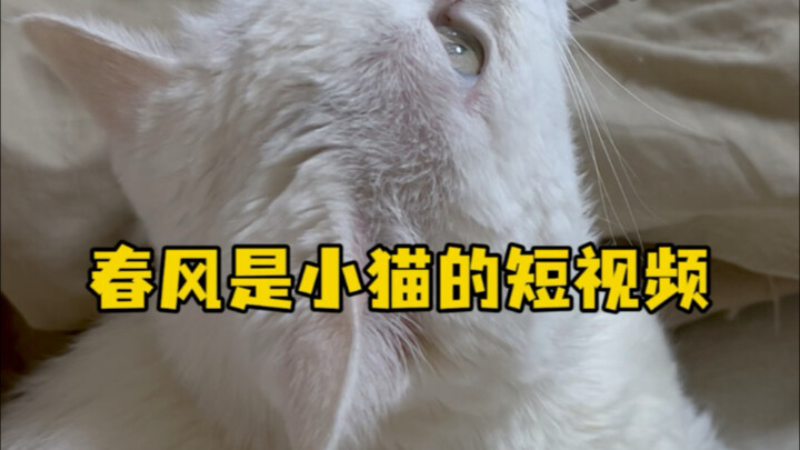 Gió xuân là video ngắn của mèo con
