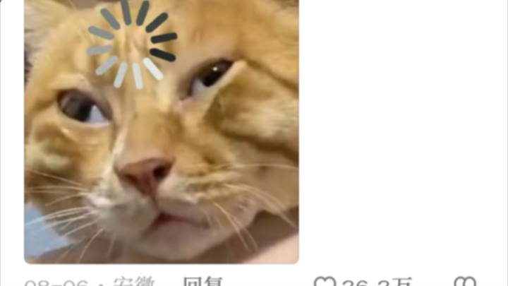 Định cho mèo con nở một bông hoa, ai ngờ héo quắt lại thành quả bầu nhỏ～