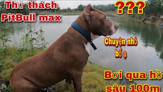 Thử Thách Pitbull Max Bơi Qua Hồ Sâu 100m Dài 200m