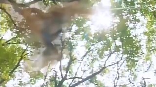 Hoàng Tử Thiếu Lâm