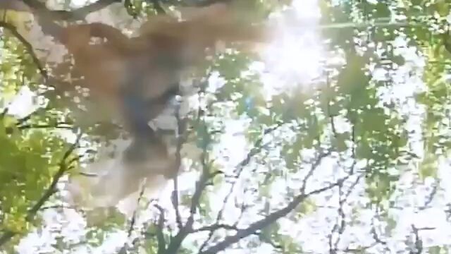 Hoàng Tử Thiếu Lâm