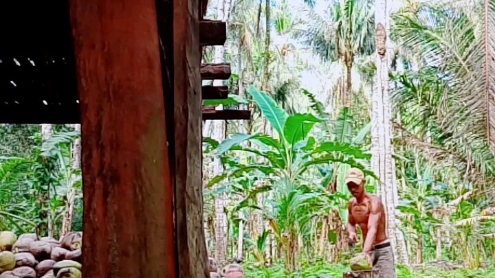 Bela kelapa di kampung #petanikopra