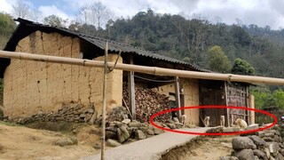 Bản Làng H'Mông Nuôi Nhiều Chó Kỳ Lạ Nhất Ở Biên Giới Việt Trung.