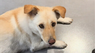 What should I do—my dog’s getting a bit too smart for its own good?