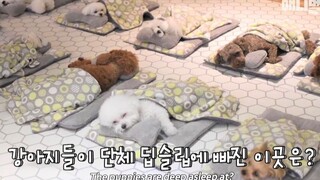 【汪星人】狗狗们在幼儿园享受午睡时间~好乖哦~【搬运 1080p】