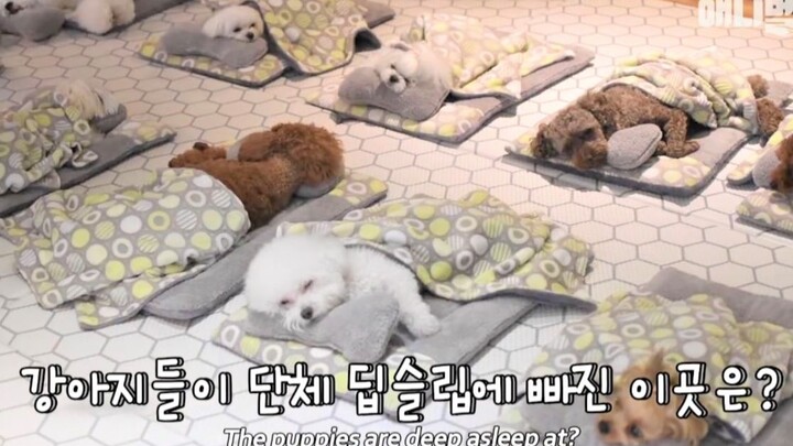 【汪星人】狗狗们在幼儿园享受午睡时间~好乖哦~【搬运 1080p】