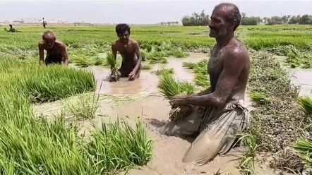 Grandpa Yuan’s hybrid rice makes its way to Pakistan—Pakistani friends beaming with joy.