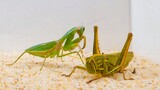Round Shield Mantis VS. Giant Cotton Locust The Strongest Locust Is On