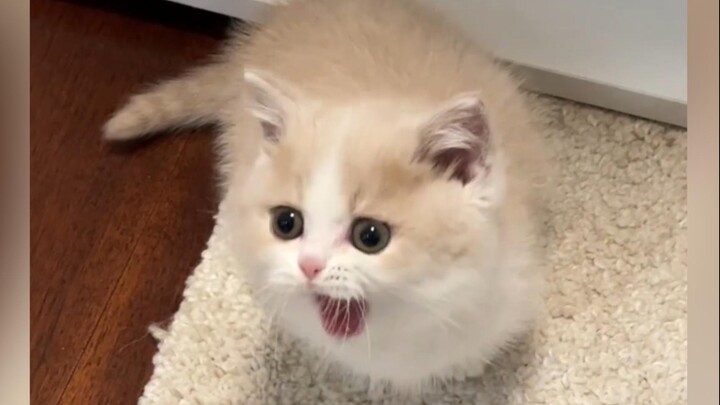 “Even a little kitten can get mad!”
