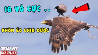 Con Người Cũng Phải Ngả Mũ Thán Phục Trước Những Con Vật Có IQ Vô Cực | Top 10 thú vị