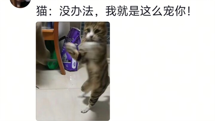 Kucing: Tikus segar baru matang, enam yuan!